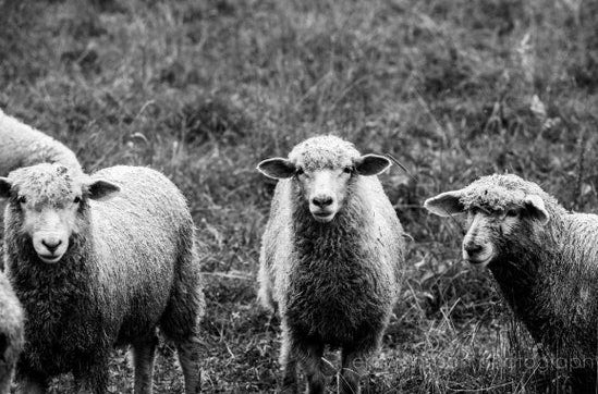 The Three Musketeers | Sheep Photography