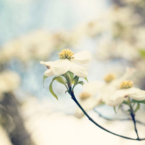 a close up of a flower on a tree branch