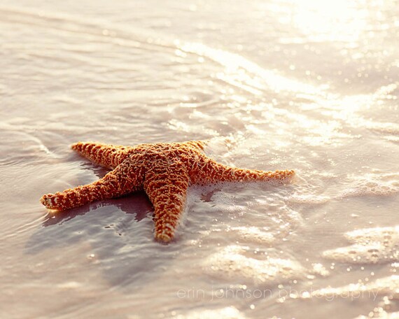 A photograph of a starfish on the beach with a blurred ocean background, showing the starfish against a wet sand texture.