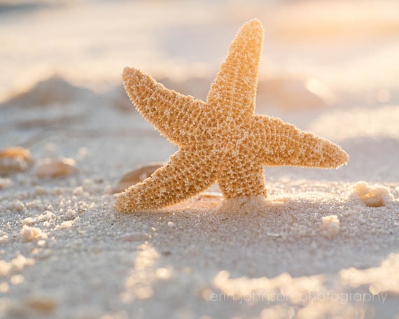A photograph of a starfish on a sandy beach background, indicating it is a beach scene photography print.