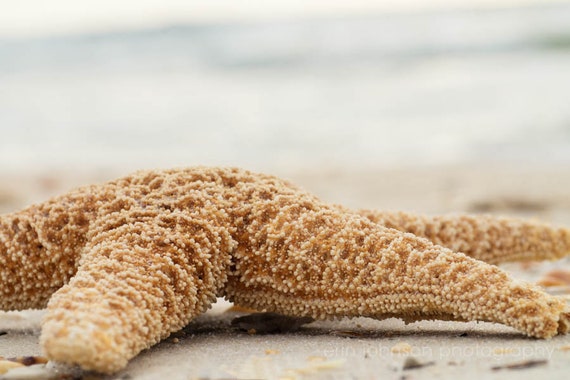 A close-up photograph of a starfish on a sandy surface with a blurred ocean background.
