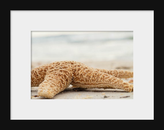 A close-up photograph of a starfish on a sandy surface with a blurred ocean background.