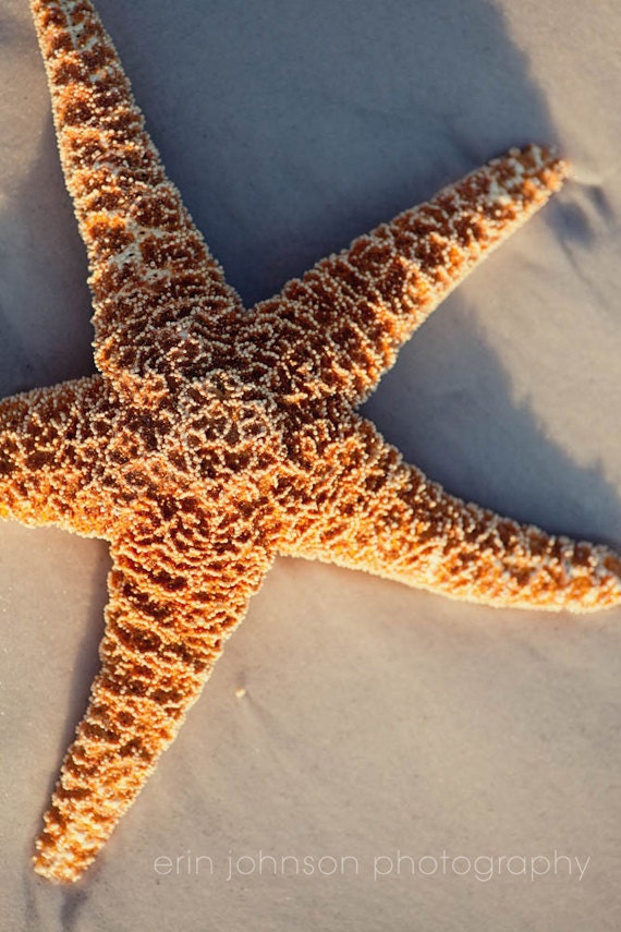 A close-up photograph of a starfish on sand with the sun shining on it, intended as beach cottage wall art.