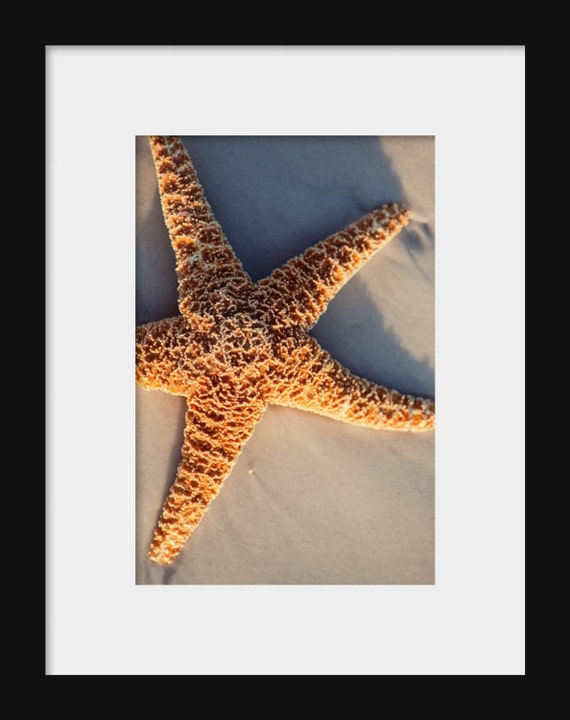 A close-up photograph of a starfish on sand with the sun shining on it, intended as beach cottage wall art.