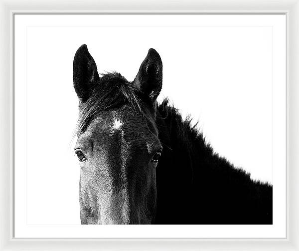 Starlight | Black and White Framed Print | Horse Photography Wall Art