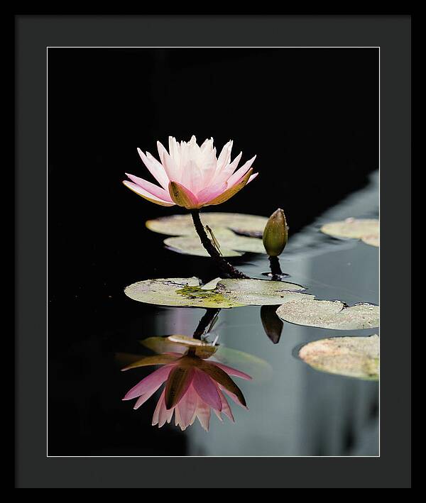 Waterlily Reflection - Framed Print