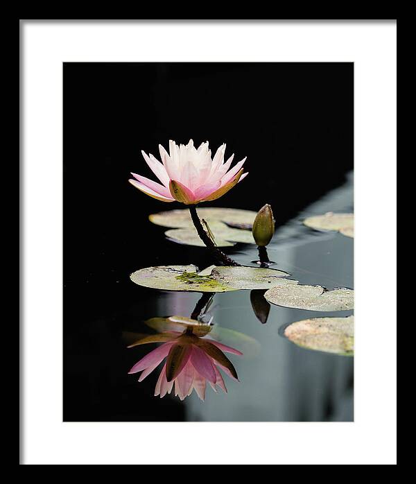 Waterlily Reflection - Framed Print