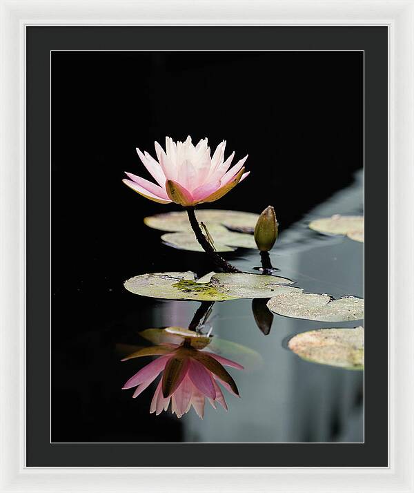Waterlily Reflection - Framed Print