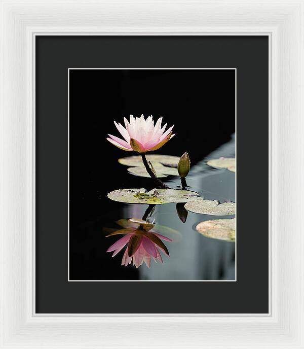 Waterlily Reflection - Framed Print