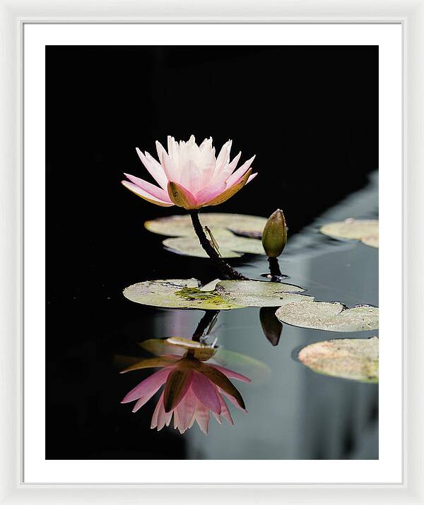 Waterlily Reflection - Framed Print