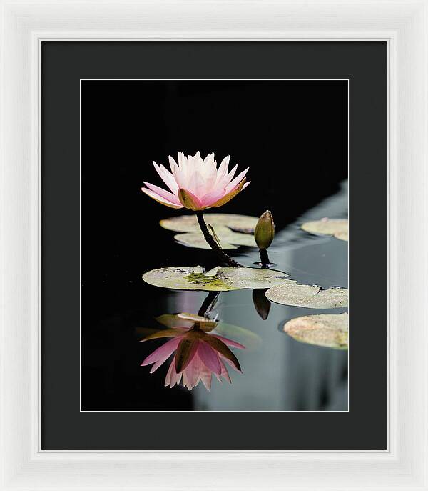 Waterlily Reflection - Framed Print