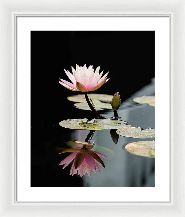 Waterlily Reflection - Framed Print