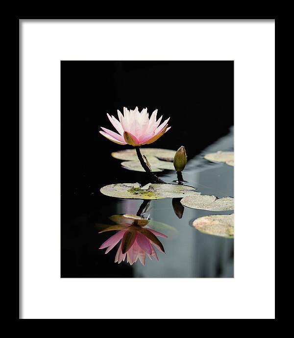 Waterlily Reflection - Framed Print