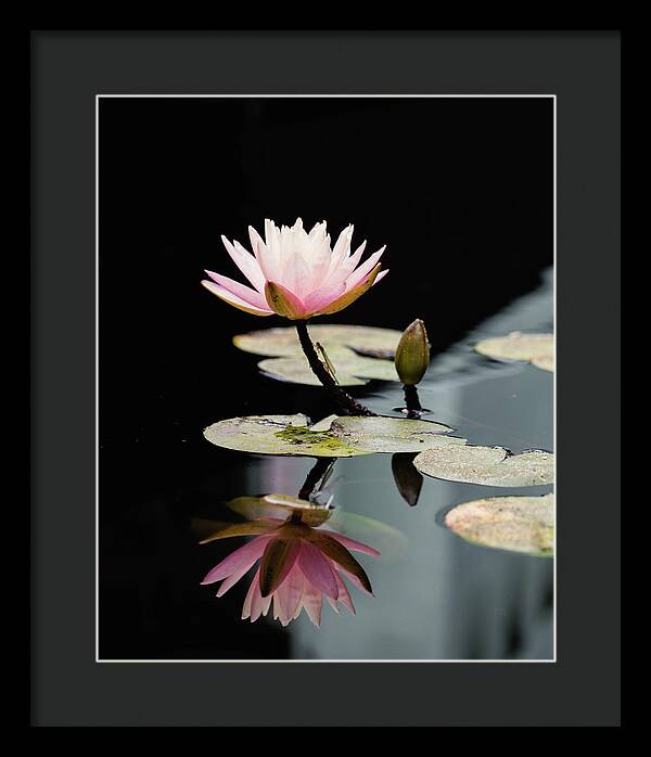 Waterlily Reflection - Framed Print