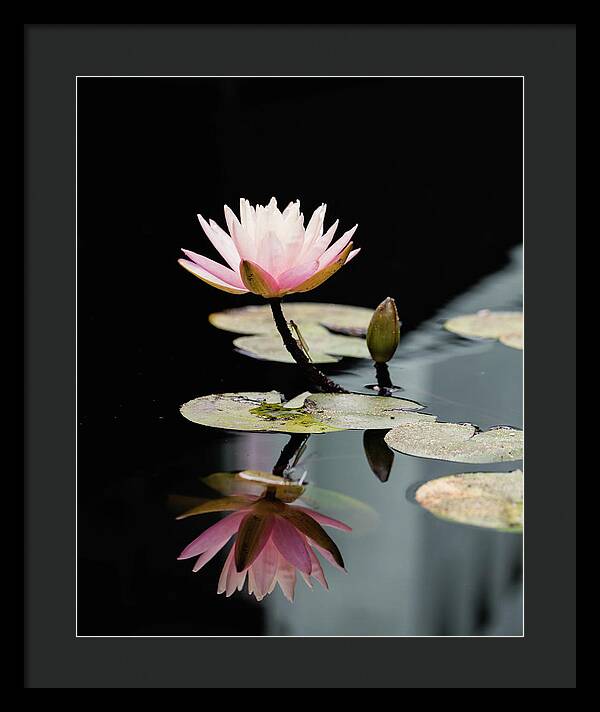 Waterlily Reflection - Framed Print