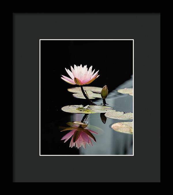 Waterlily Reflection - Framed Print