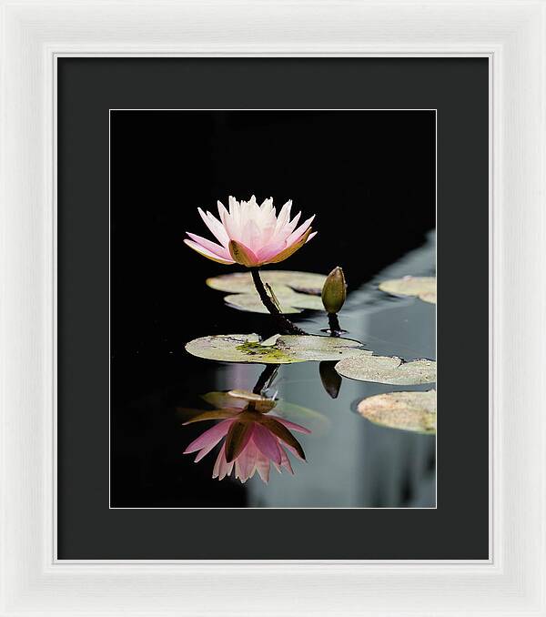 Waterlily Reflection - Framed Print