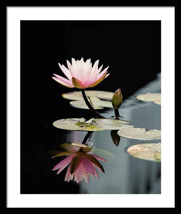 Waterlily Reflection - Framed Print