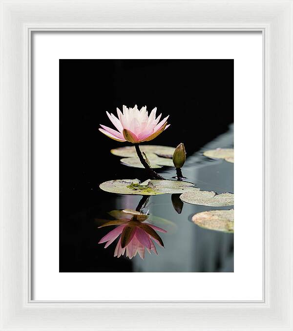 Waterlily Reflection - Framed Print