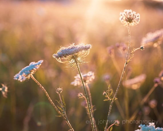 A close-up photograph of Queen Annes Lace wildflowers with a blurred background, capturing the details of the flowers in a field during sunset.
