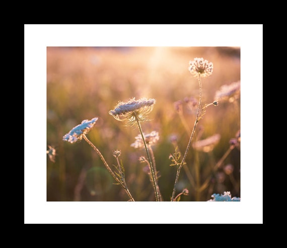 A close-up photograph of Queen Annes Lace wildflowers with a blurred background, capturing the details of the flowers in a field during sunset.