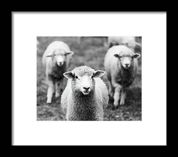 a black and white photo of three sheep