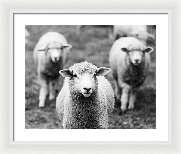 Black and White Sheep Photography | Framed Print