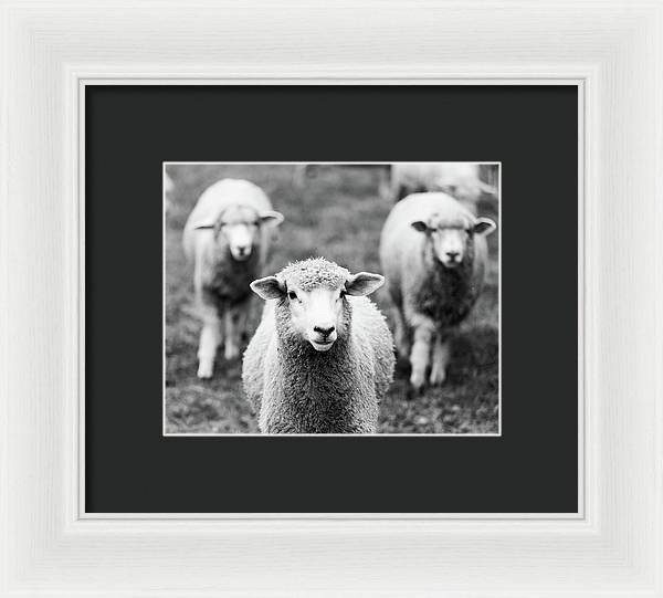Black and White Sheep Photography | Framed Print