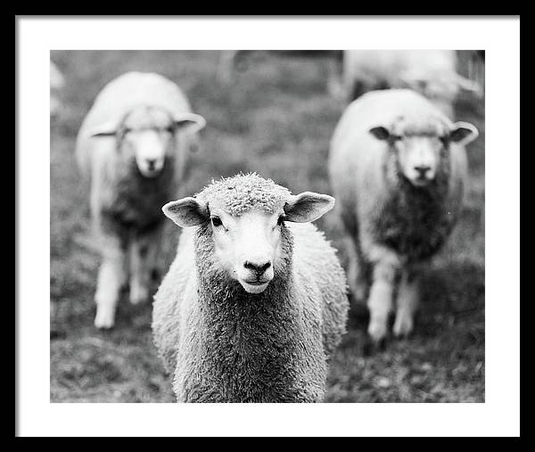 Black and White Sheep Photography | Framed Print