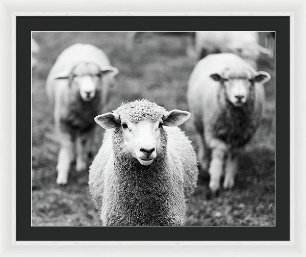 Black and White Sheep Photography | Framed Print