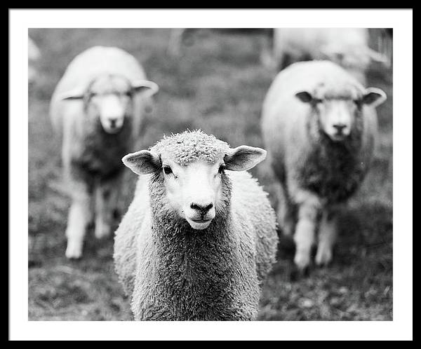 Black and White Sheep Photography | Framed Print