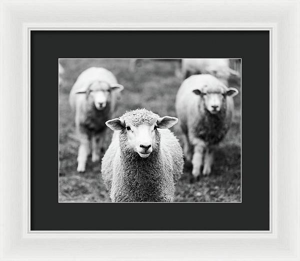 Black and White Sheep Photography | Framed Print