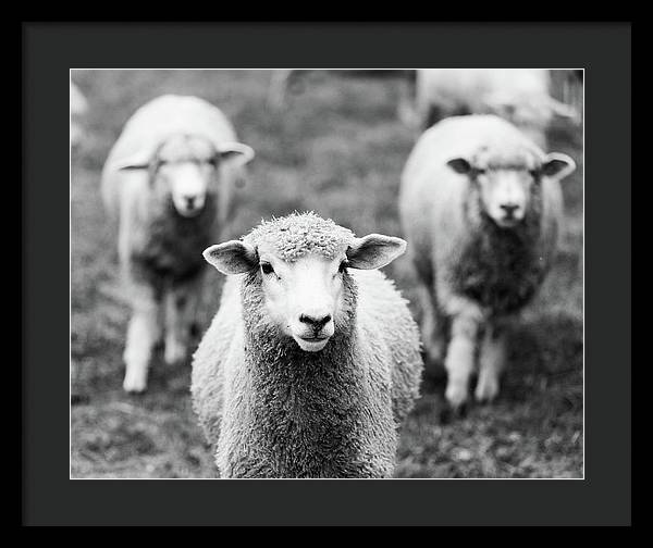 Black and White Sheep Photography | Framed Print
