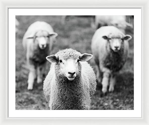 Black and White Sheep Photography | Framed Print