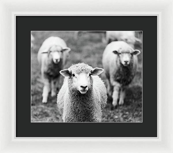 Black and White Sheep Photography | Framed Print