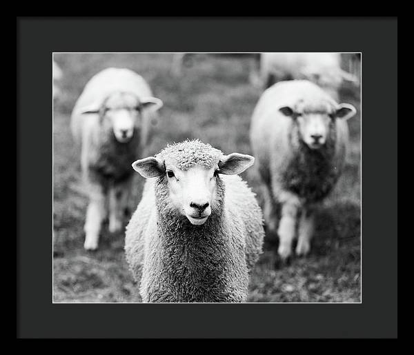 Black and White Sheep Photography | Framed Print