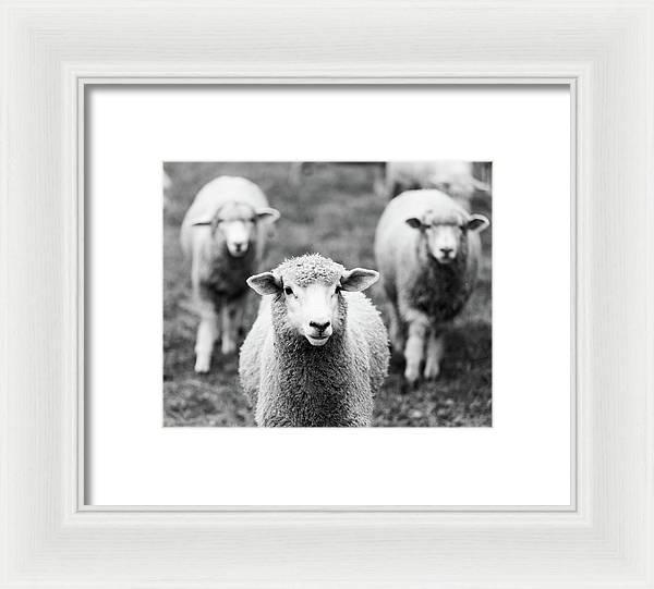Black and White Sheep Photography | Framed Print