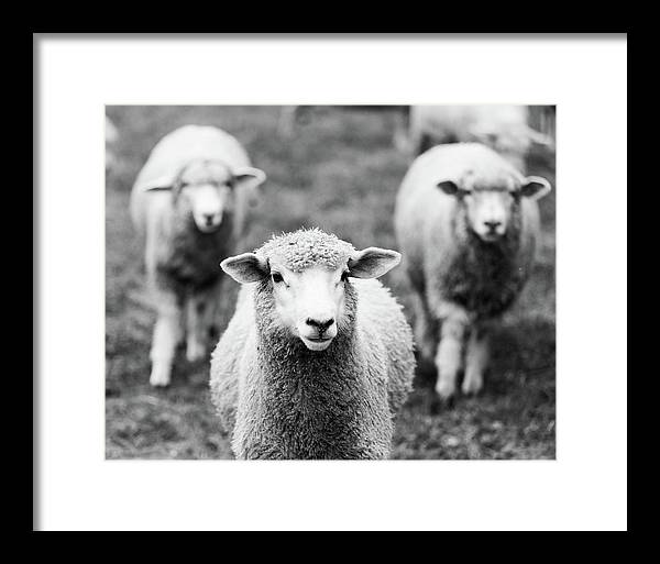 Black and White Sheep Photography | Framed Print