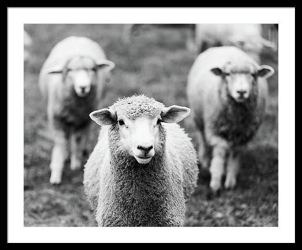 Black and White Sheep Photography | Framed Print