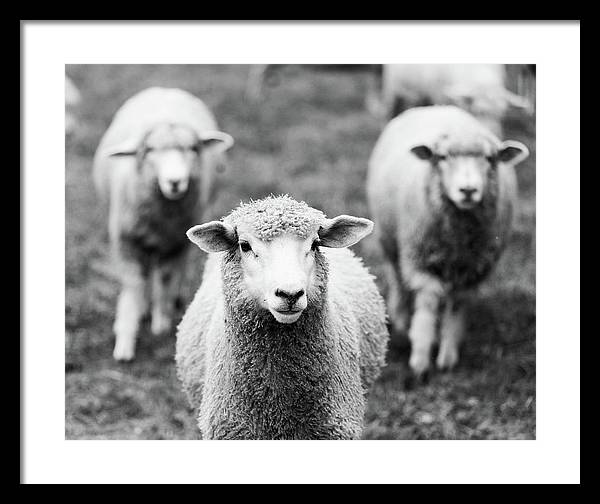 Black and White Sheep Photography | Framed Print
