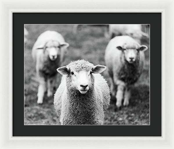 Black and White Sheep Photography | Framed Print