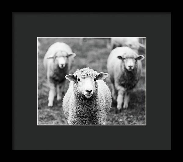 Black and White Sheep Photography | Framed Print