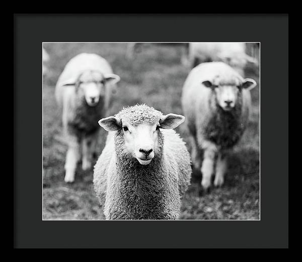 Black and White Sheep Photography | Framed Print