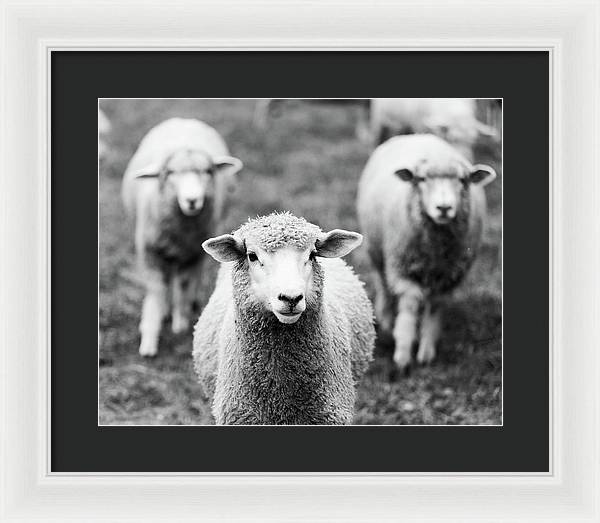 Black and White Sheep Photography | Framed Print