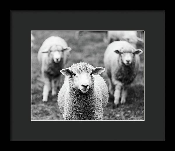 Black and White Sheep Photography | Framed Print