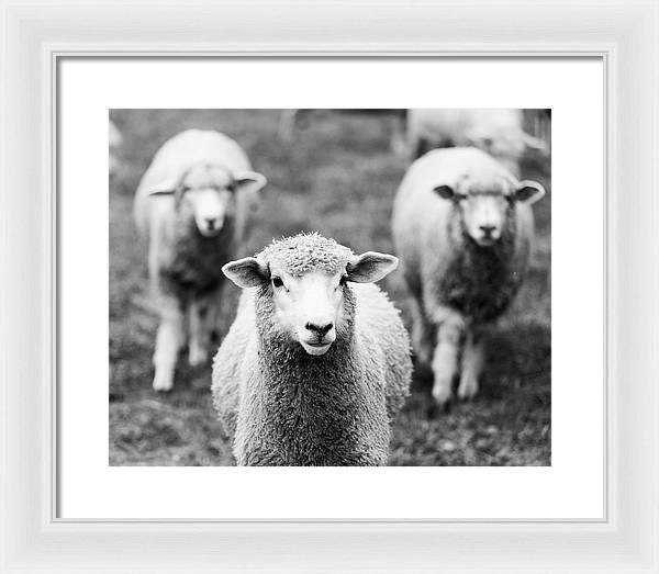 Black and White Sheep Photography | Framed Print