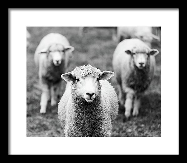 Black and White Sheep Photography | Framed Print