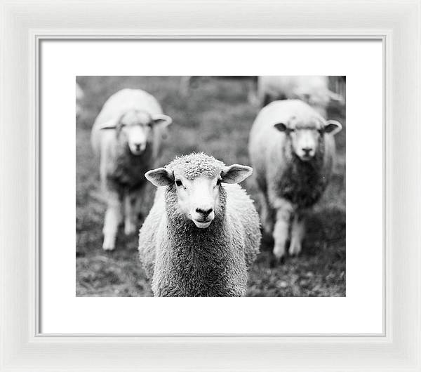 Black and White Sheep Photography | Framed Print