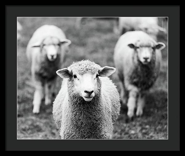 Black and White Sheep Photography | Framed Print