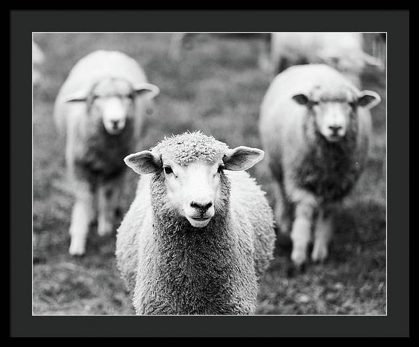 Black and White Sheep Photography | Framed Print